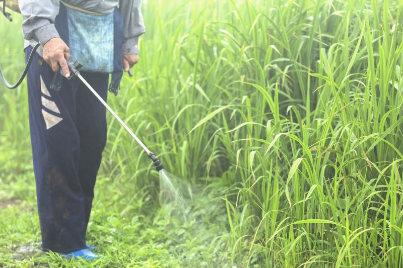 Pampas Grass Control in Ventura County, CA