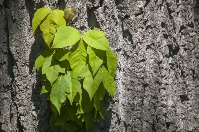 Poison Ivy Removal in Wilmington, DE
