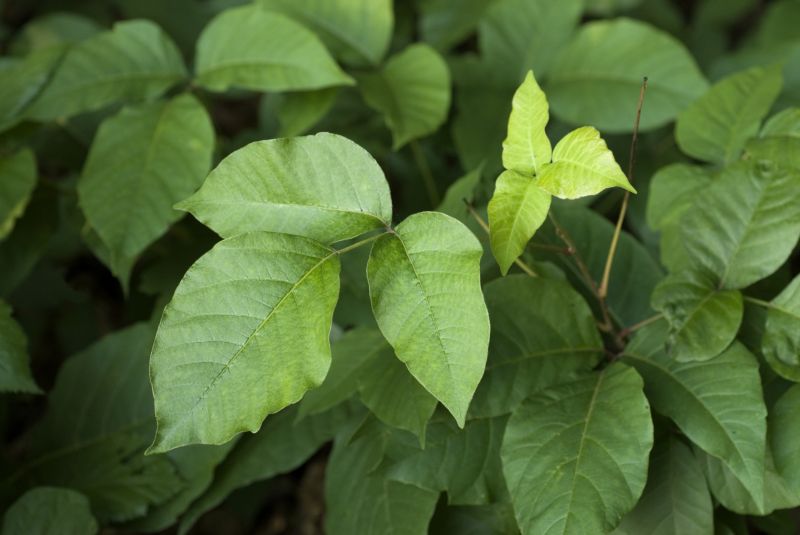 Poison Ivy Removal in Burlington County, NJ