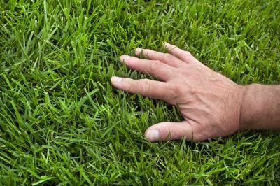 Protect Your Grass with the Nutrients it Needs!